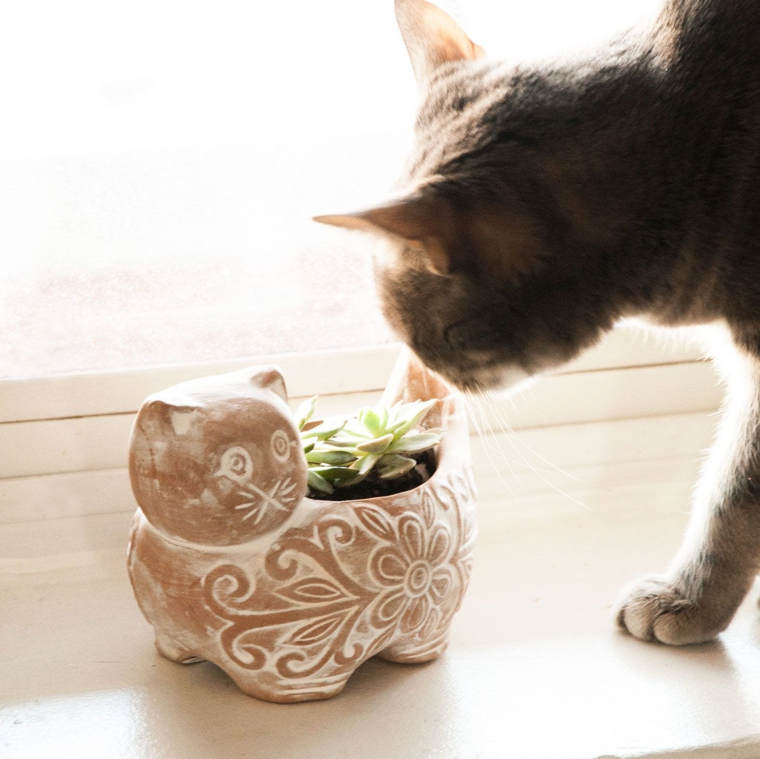 Handcrafted terracotta planter suitable for indoor use with catnip.