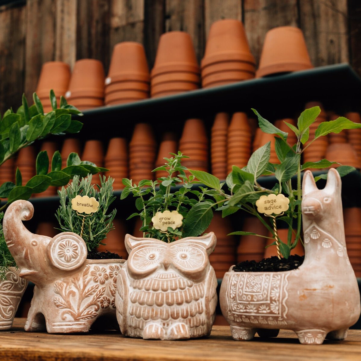 Close-up of handcrafted plant marker reading Peace Grows in a ceramic herb pot